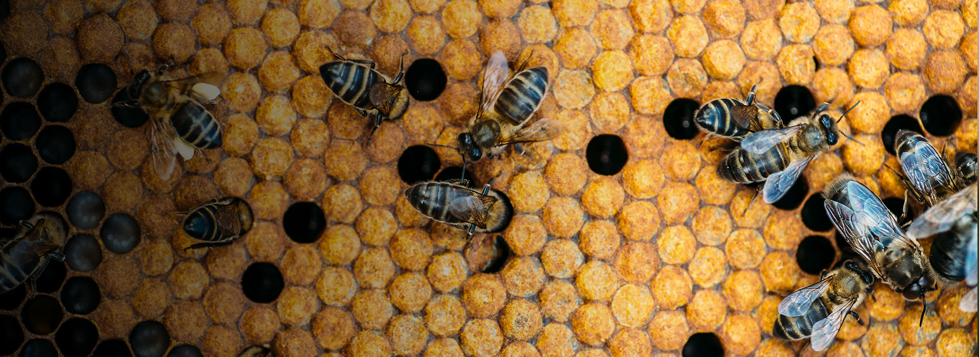 Annual UBKA Honey Show 2024 Ulster Beekeepers' Association