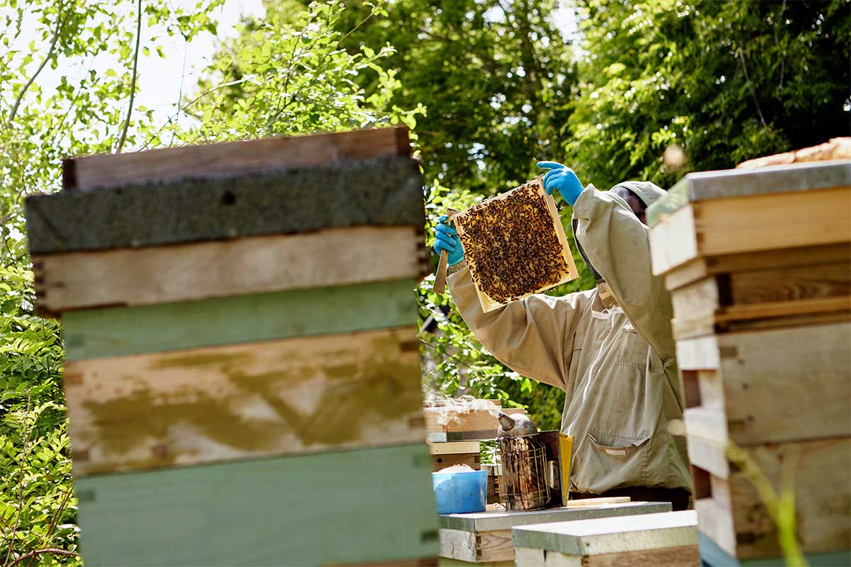 A beekeeper inspecting a hive